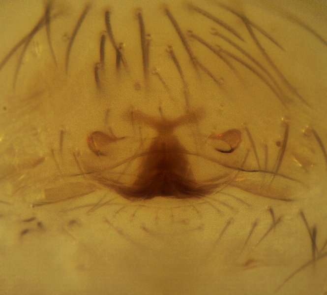 Datei:Orchestina pavesiformis epigyne 20180103205759-75f8b561.jpg