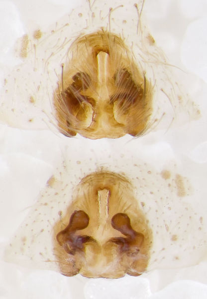 Datei:Pardosa-proxima Sardinien-Baratz 13-04 03-Epig-Vulva.jpg