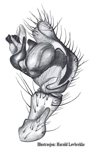 Datei:Pityohyphantes phrygianus palp HLovbrekke.jpg