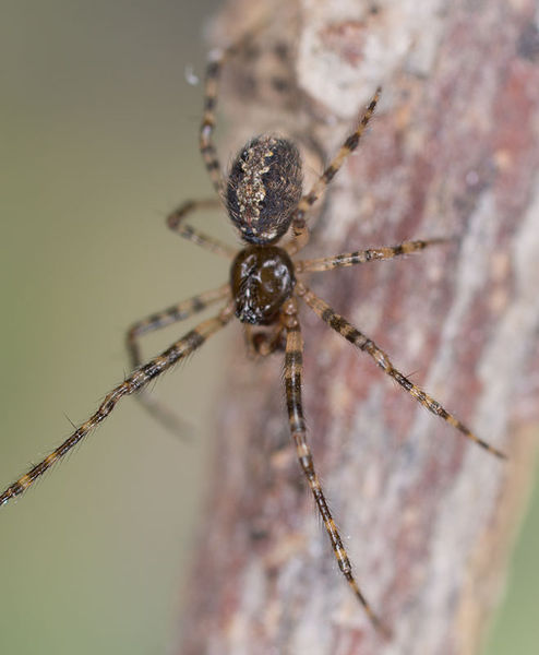Datei:Theridion melanurum M 9-03057.jpg