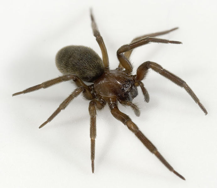 Datei:Titanoeca-schineri Ungarn-Puszta 09-05 02.jpg