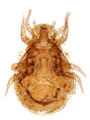 Trachytes aegrota female A6296 O4180.jpg