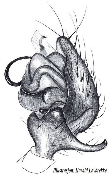 Datei:Trichoncus affinis palp HLovbrekke.jpg