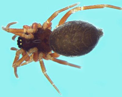 Alioranus pauper w do 1,66mm Flussufer Villefalse frankreich POger.jpg