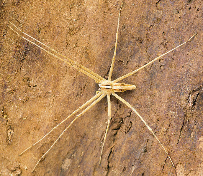 Datei:Cladycnis-insignis Teneriffa-Caldera 16-01 03 male.jpg