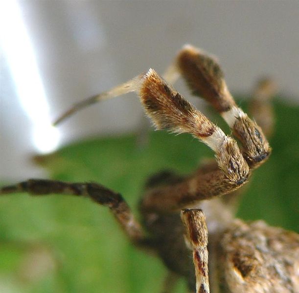 Datei:DSC08111bepr (Medium).JPG