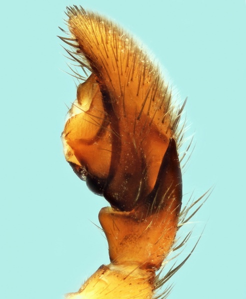 Datei:Gnaphosa tigrina male 20170921111624-18e5ac66-me.jpg