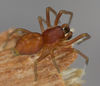 Nigma flavescens (m) Fam. Dictynidae