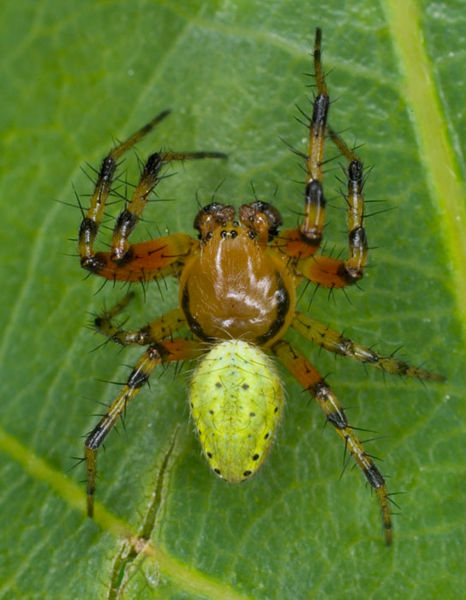 Datei:Araniella opisthographa M 7-6530.jpg