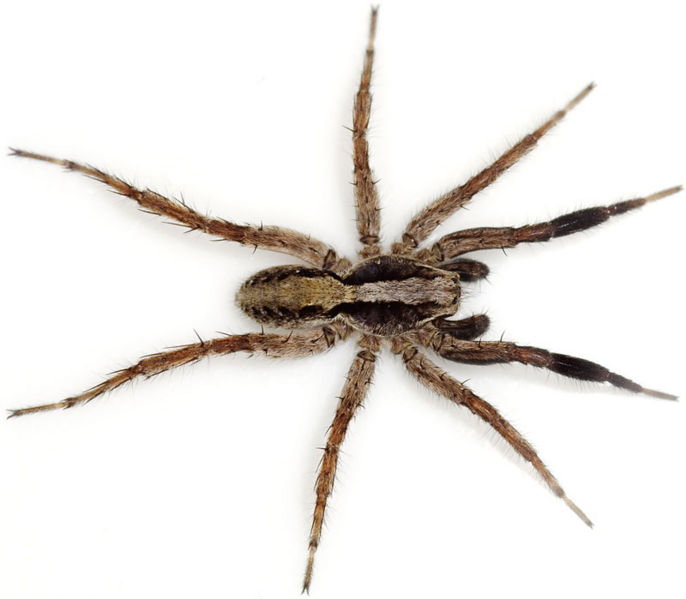 Datei:Barbipes HeiligesMeer 08-10 07.jpg