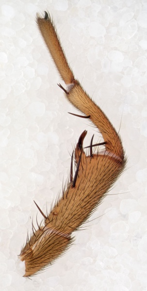 Datei:Brachythele-denieri Bulgarien-Buhovo 17-04 05-leg1-retro.jpg