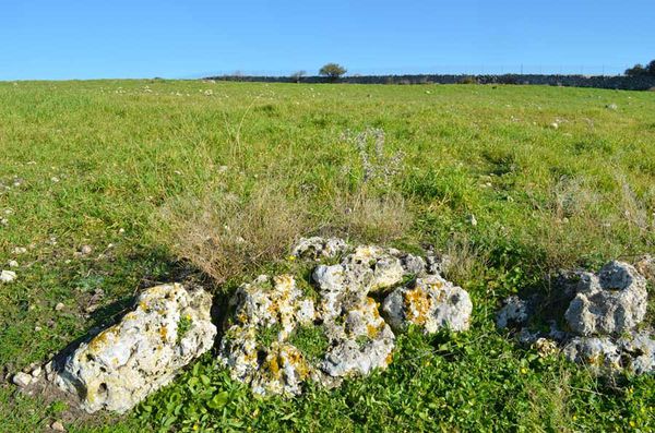 Habitat M. ligurina Canu.jpg