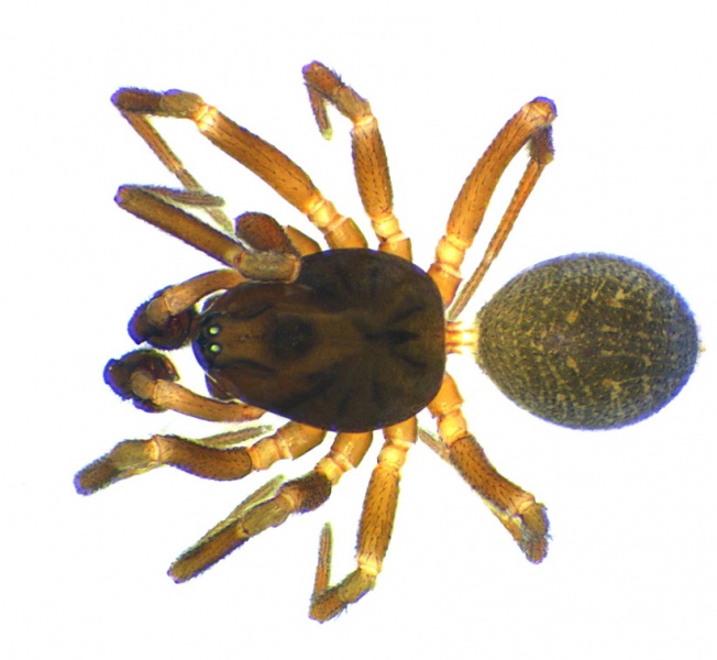 Datei:Monocephalus fuscipes male 20111016120230-c07b5917-me.jpg