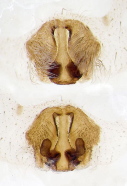 Datei:Pardosa-tatarica Sardinien-Fluminimaggiore 13-04 02-Epig-Vulva.jpg