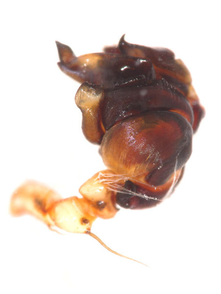 Datei:Aculepeira armida male A5624 PN4497.JPG