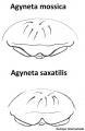 A. mossica vs. A. saxatilis, Epigyne