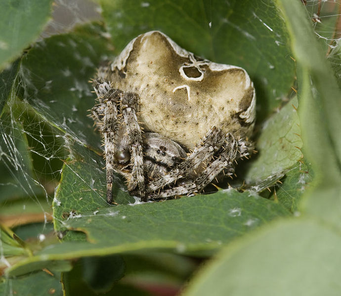 Datei:Araneus-grossus Ungarn-SasHegy 09-05 01.jpg