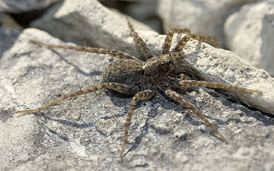 Hortensis Teichel 07-03 01.jpg