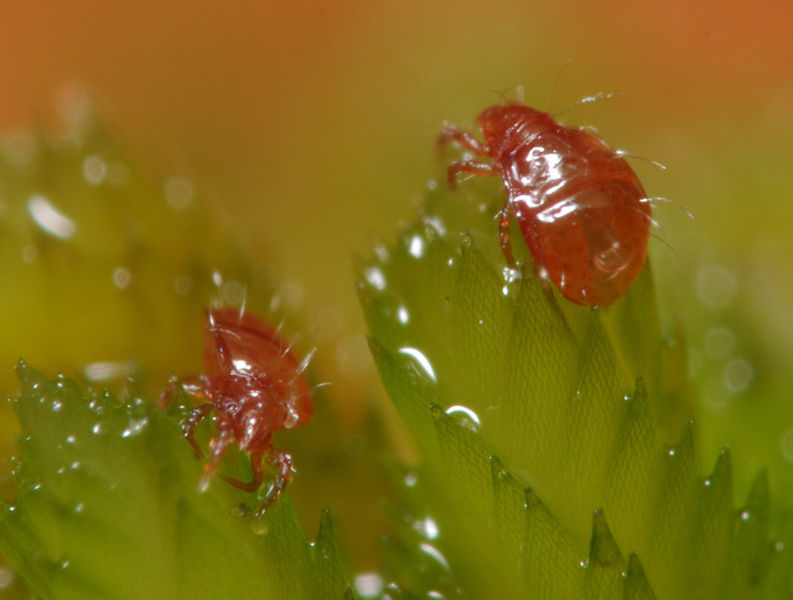 Datei:Hypochthonius rufulus A6205 PL8856.JPG