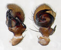 Pedipalpus