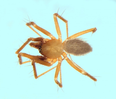 Palliduphantes sanctivincenti male 20140218120136-35831274-me.jpg