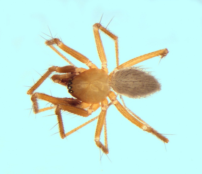 Datei:Palliduphantes sanctivincenti male 20140218120136-35831274-me.jpg