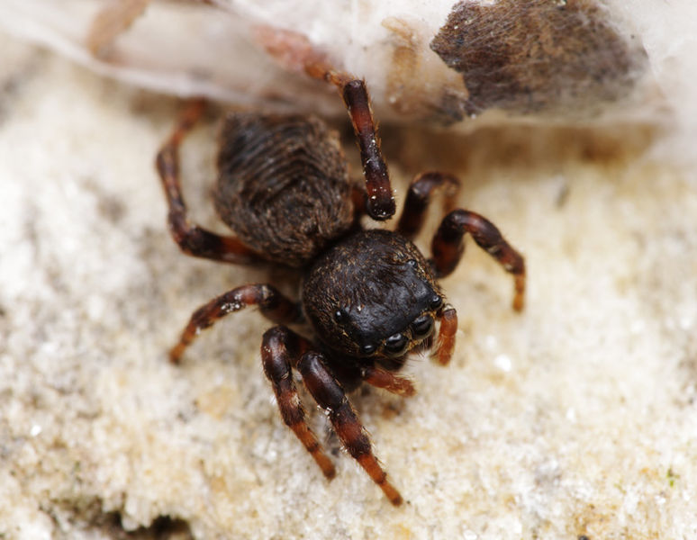 Datei:Sitticus rupicola female A6430 PP0940.JPG