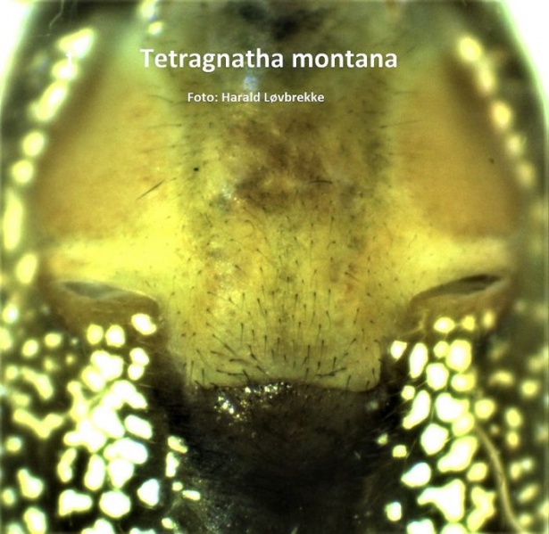Datei:Tetragnatha montana epigyn edd HLovbrekke.jpg