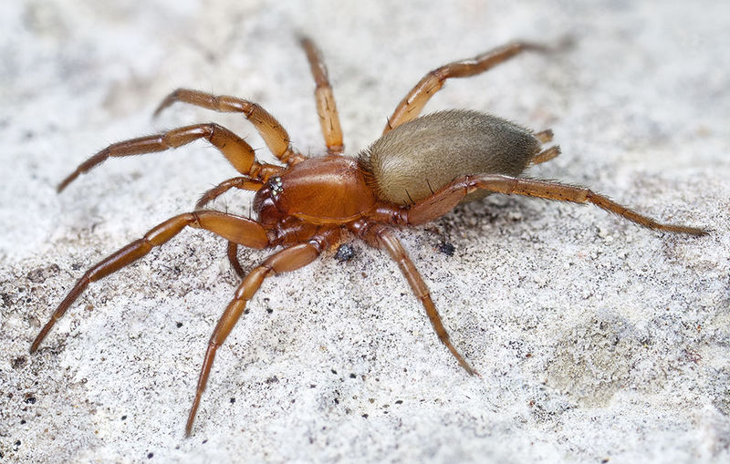 Datei:Zelotes-callidus St-Arnac 15-09 01-female.jpg