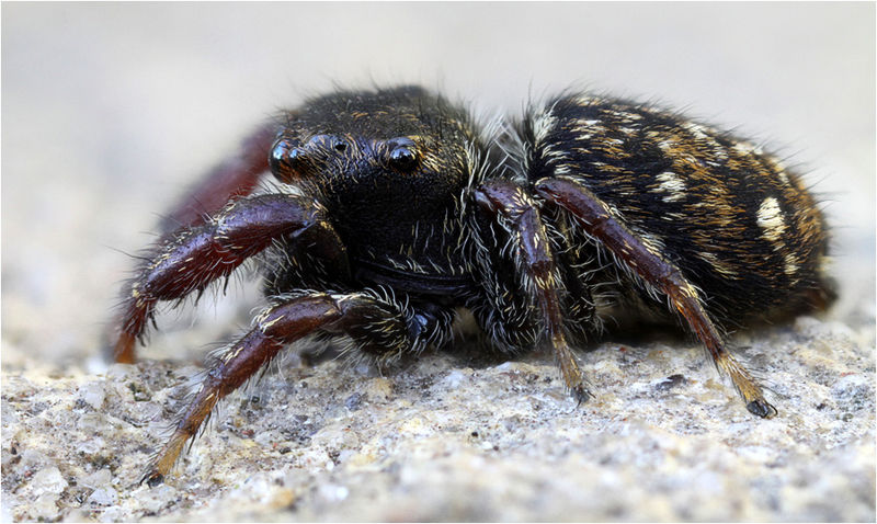 Datei:Bianor albobimaculatus lateral Schaefer.jpg
