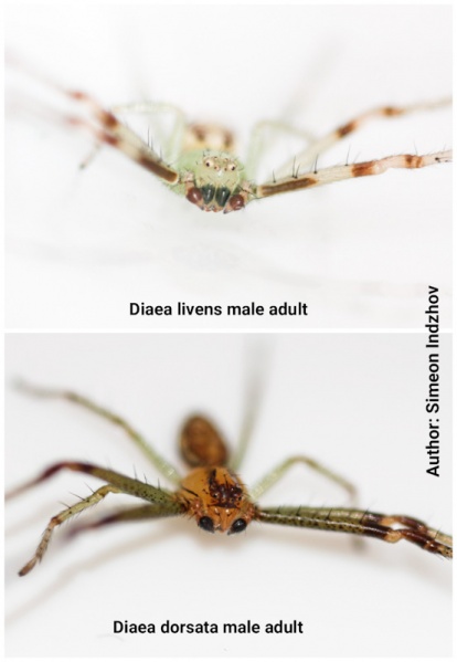 Datei:Diaea males frontal.jpg
