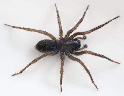 Eurocoelotes-inermis Paulinzella-5332 10-08 04.jpg