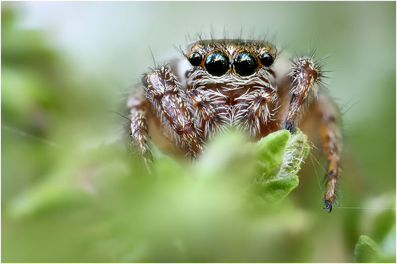 Datei:Evarcha laetabunda female frontal Schaefer.jpg