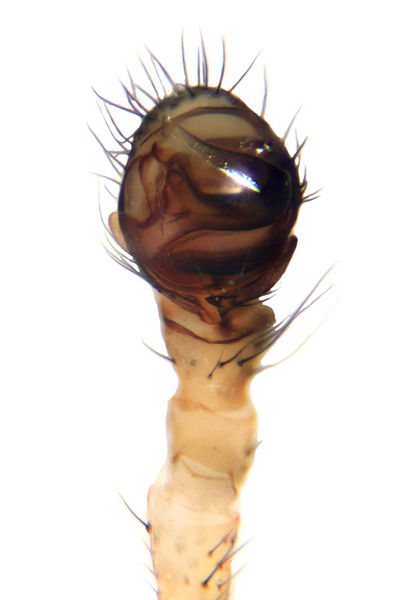 Datei:Hilaira herniosa male A6036 PS8019.jpg