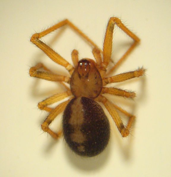 Datei:Nesticella mogera w do NReiser.JPG