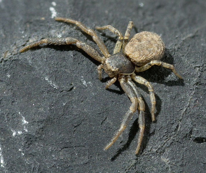 Datei:Xysticus-spec Portugal-Periero 12-04 01.jpg