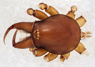 Dysdera-jana Sardinien-GoleGorroppu 13-05 01-Prosoma.jpg