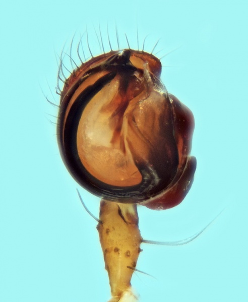 Datei:Ero flammeola male palp 20171218201310-386f1e1d-me.jpg