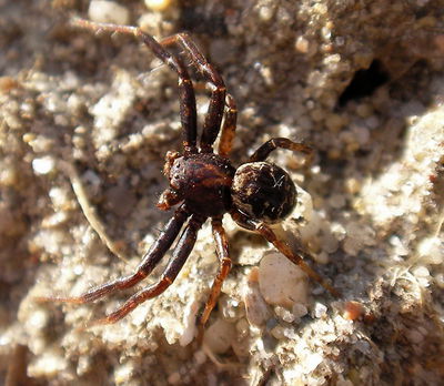 Xysticus luctuosus male a Ari.jpg