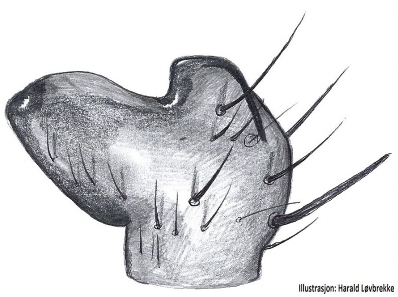 Datei:Xysticus ulmi tibialapophyse HLovbrekke.jpg