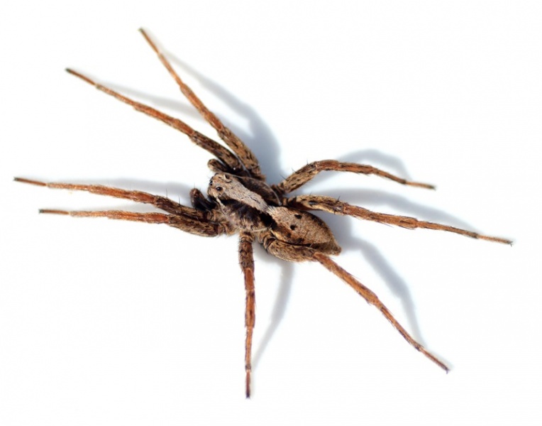 Datei:Alopecosa inquillina-m 1 GHMorka.jpg