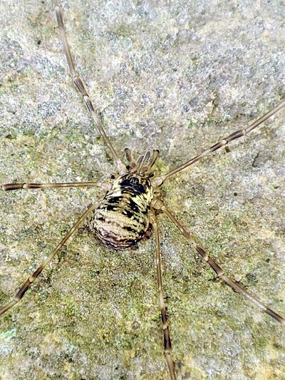 Dicranopalpus fraternus-f-Igor Balashov.jpeg