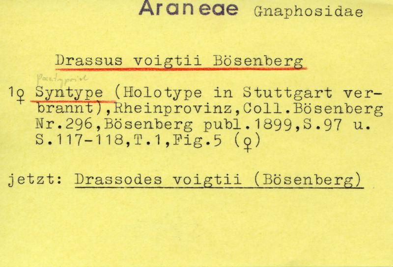 Datei:DrassusVoigtiiCatalogue.jpg