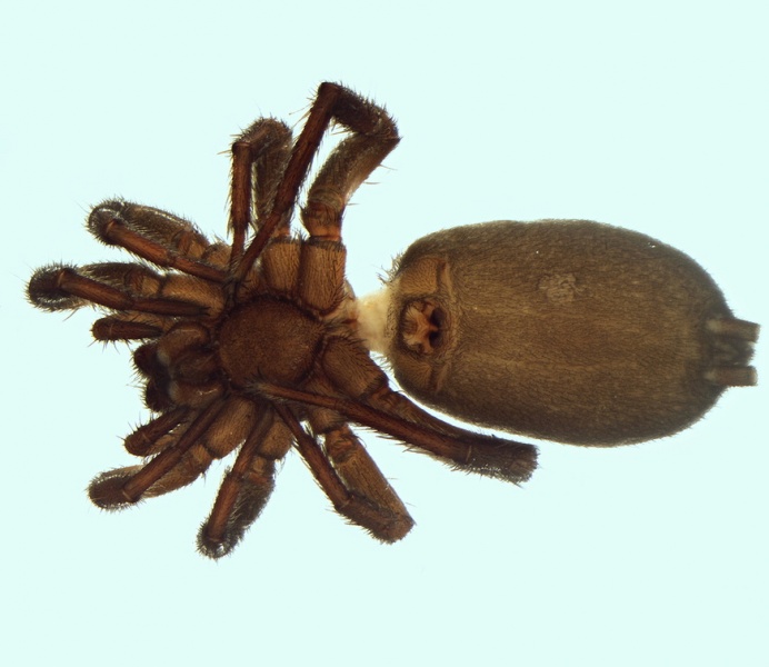 Datei:Gnaphosa badia female 20160327192429-aade3bf6-me.jpg