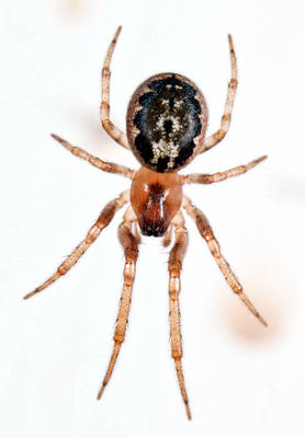 Stroemiellus stroemi NFritzen P7077083.jpg