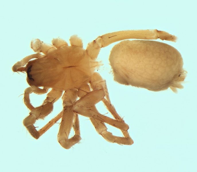 Datei:Tegenaria oribata female 20170921125559-7dc492a0-me.jpg