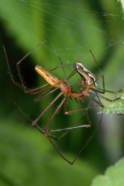 Datei:Tetragnatha montana Paarung (4).JPG