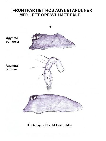 Datei:A conigera vs ramosa HLovbrekke.JPG
