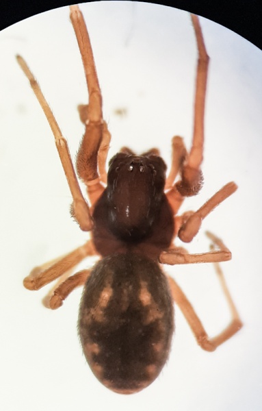 Datei:Brigittea vicina m dorsal.jpg