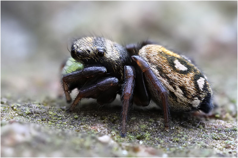 Datei:Heliophanus apiatus female lateral Schaefer.jpg
